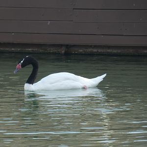 Black-necked Swan