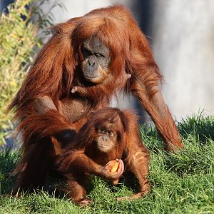 Sumatran Orang Utan with youngster. Chester Zoo 23rd December, 2017.