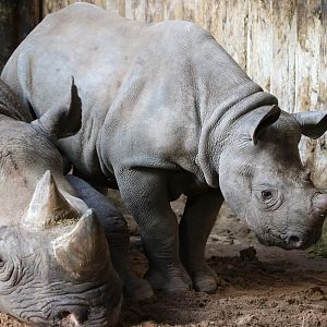 Black Rhino calf at Chester Zoo, 23rd December 2017.