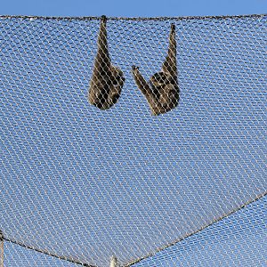 Moloch Gibbons at Chester Zoo 23rd December, 2017