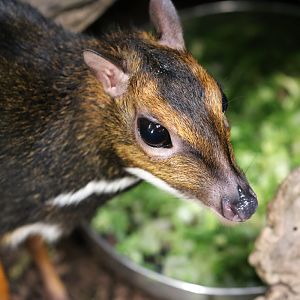 Philippine Mouse Deer at Chester Zoo 23rd December, 2017.