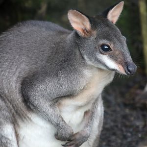 Dusky Pademelon at Chester Zoo, 23rd December 2017.