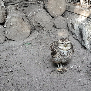 ( Almost ) my first for the European ZooChat Challenge ;)