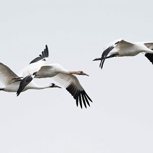 Whooping Cranes