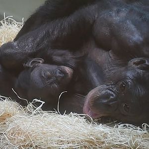 Paul & Lynsey's Zoo Tour #63 Planckendael - YouTube