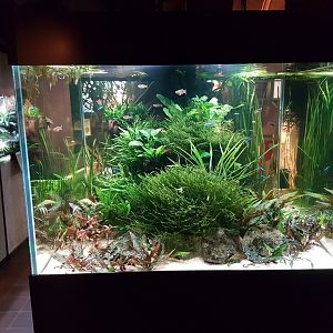 New aquarium
