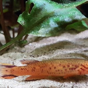 Aphyosemion australe