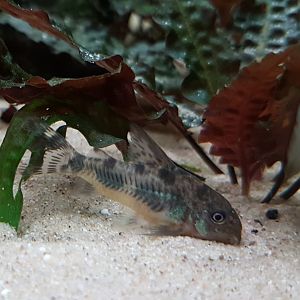 Corydoras paleatus