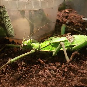 Hetropteryx dilatata