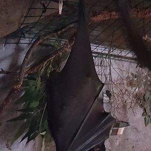 Flying fox
