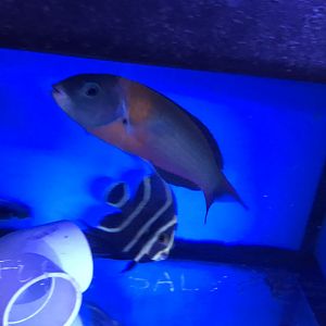 Saddle wrasse and French angelfish