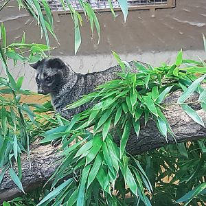 Asian palm civet
