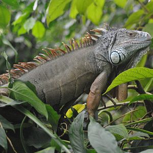 Green iguana