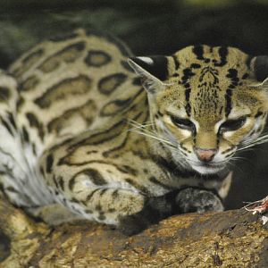Yucatan margay