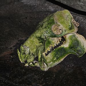 Pygmy hippo skull