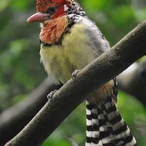 Red-yellow barbet