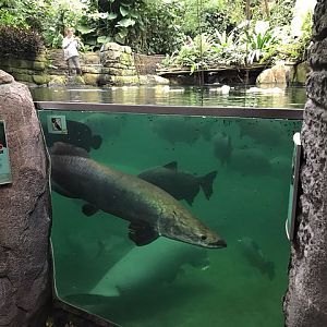 Entering the South-America dome