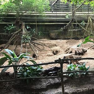 Bush dog enclosure