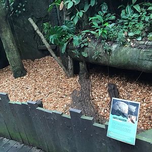 Enclosure for six-banded armadillos