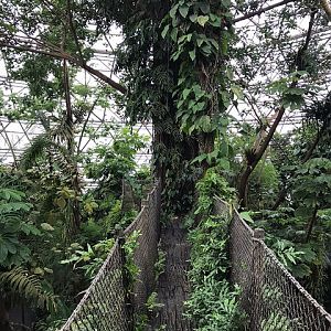 Canopy walk in the South-America dome