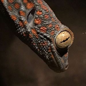 Tokay gecko