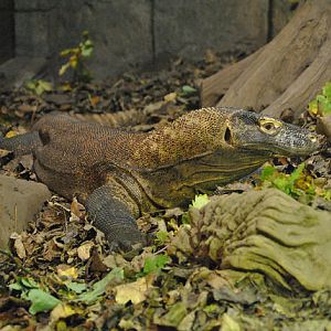 Komodo dragon