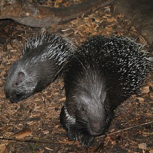 Indian crested porcupine