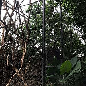Enclosure for Pileated gibbons