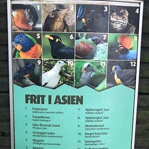 Free-ranging species in the Asia dome