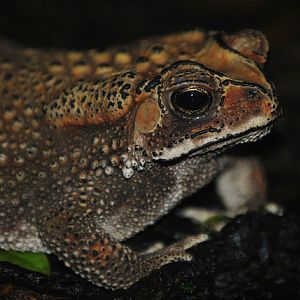 Black-spined toad