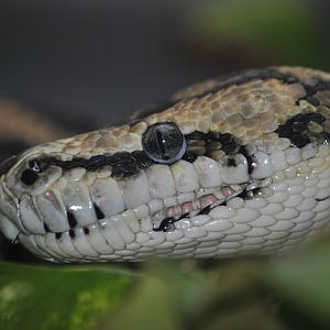 Carpet python