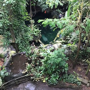 Inside the South-America dome (including manatee)