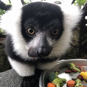 Black-and-white ruffed lemur