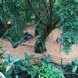 Paddock for American rhea