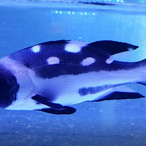 Black-and-white seaperch  -  Macolor niger - Young