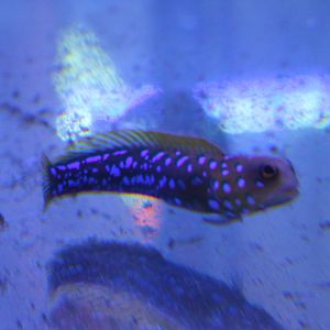 Blue-spotted jawfish - Opistognathus rosenblatti