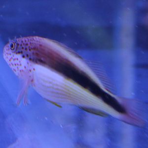 Freckled hawkfish - Paracirrhites forsteri