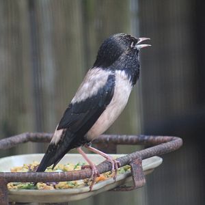 Rosy Starling