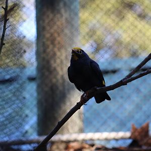 Golden-Crested Mynah