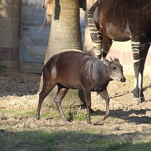 Yellow-Backed Duiker