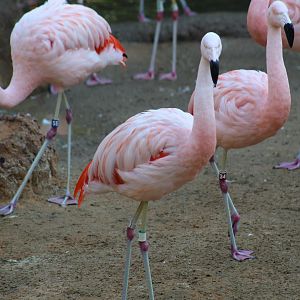 Chilean Flamingo