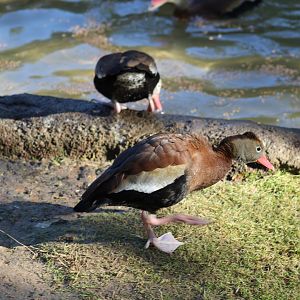 Northern Black-Bellied Whistling-Duck