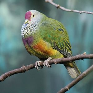 Mariana Fruit-Dove