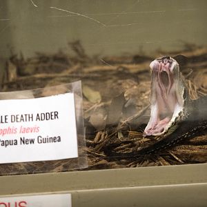 Smooth-Scale Death Adder