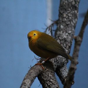 Golden White-Eye
