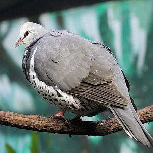 Wonga Pigeon