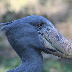 Shoebill