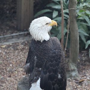 Southern Bald Eagle