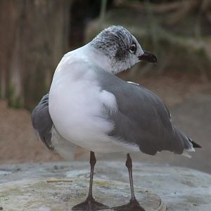Laughing Gull