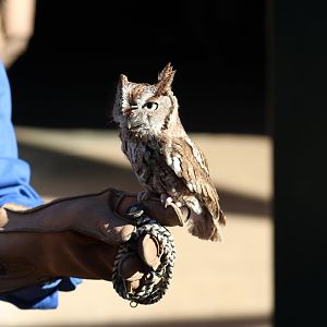 Eastern Screech-Owl